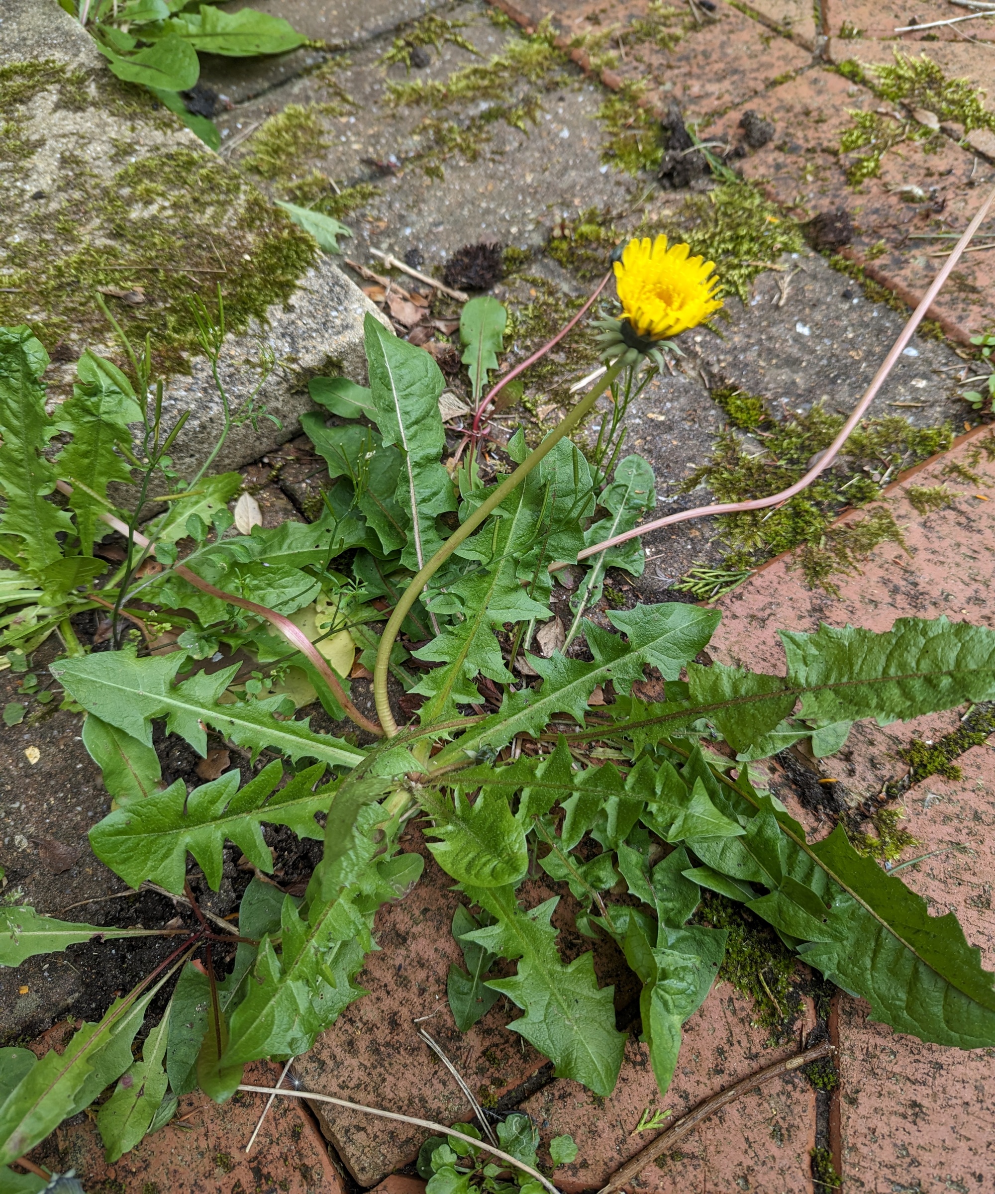 A dandelion growing between the bricks on a patio