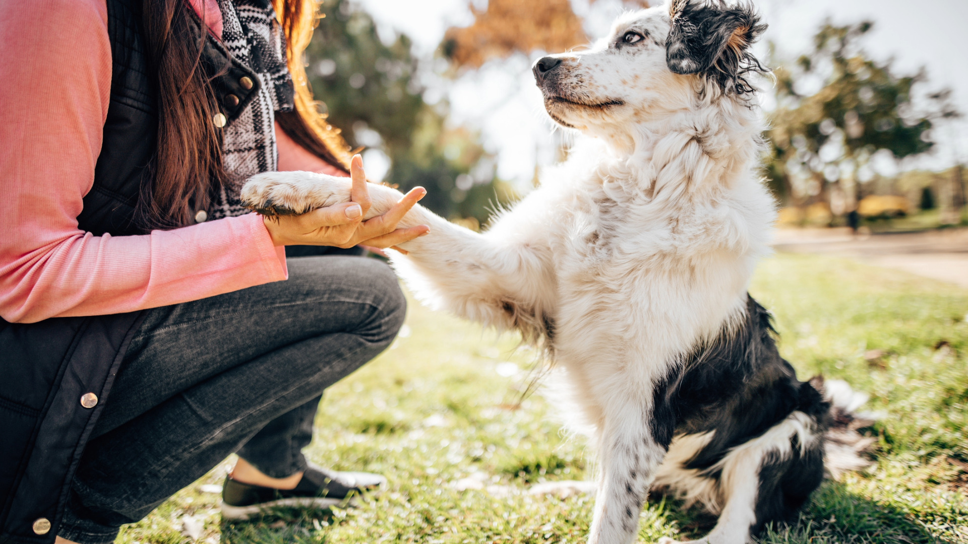 fluffly, white and black dog put their paw on a kneeling person