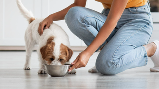 Woman kneeling down in the kitchen, placing a bowl of food down for her dog, who has their nose inside it