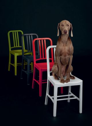 Row of chairs and a dog sitting on the front chair
