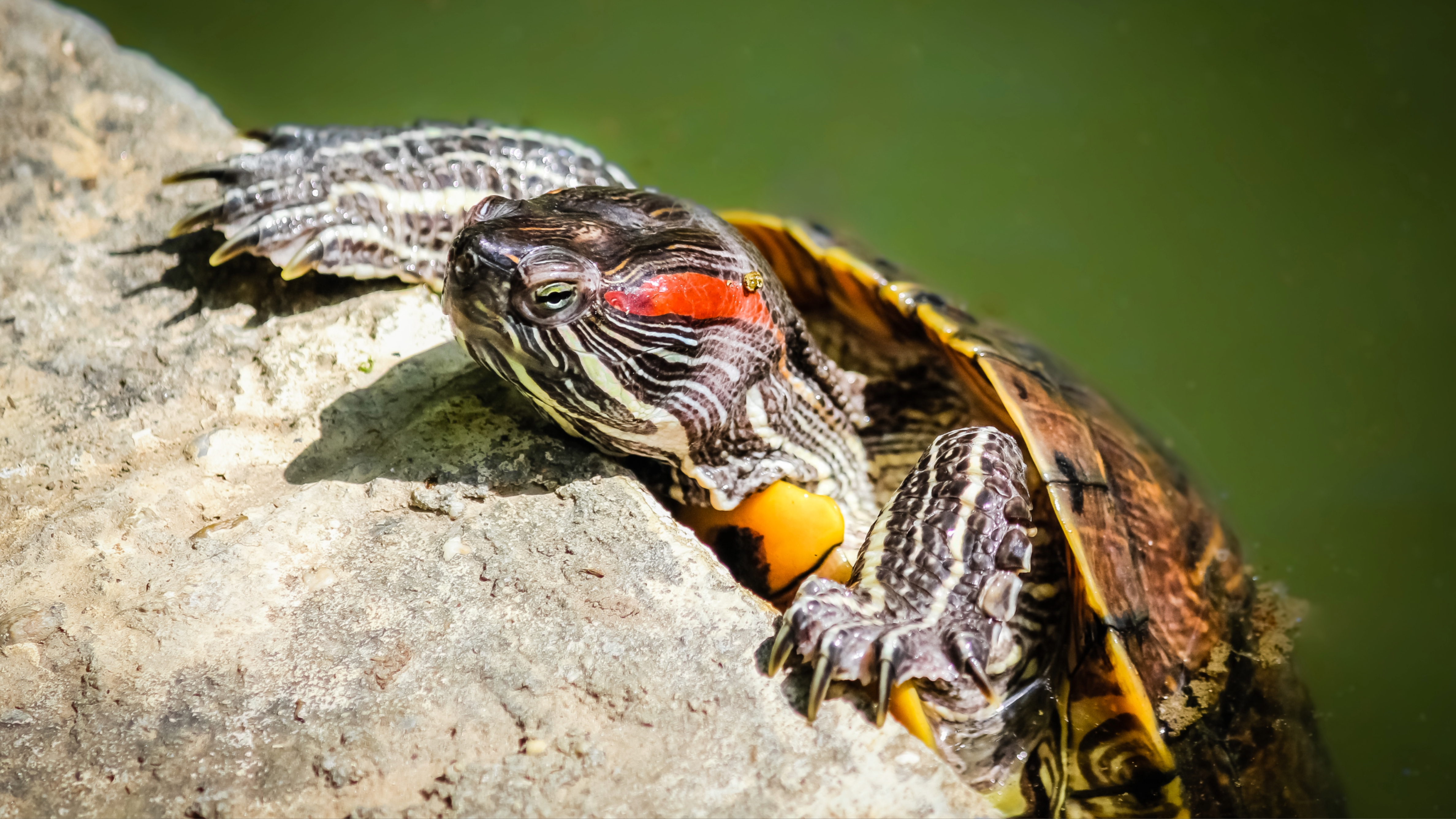 Red Eared Slider