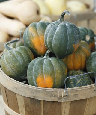 A basket full of ripe acorn squash