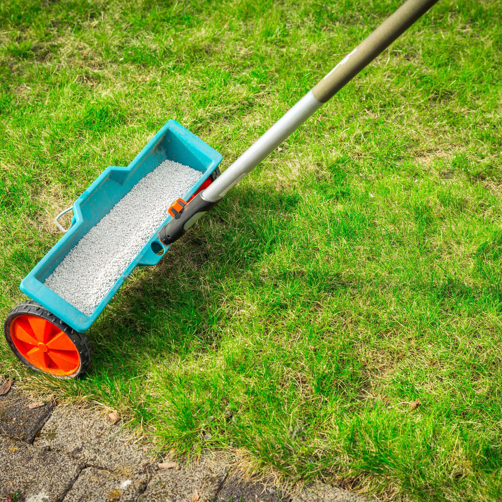 lawn prep with feed spreader on grass