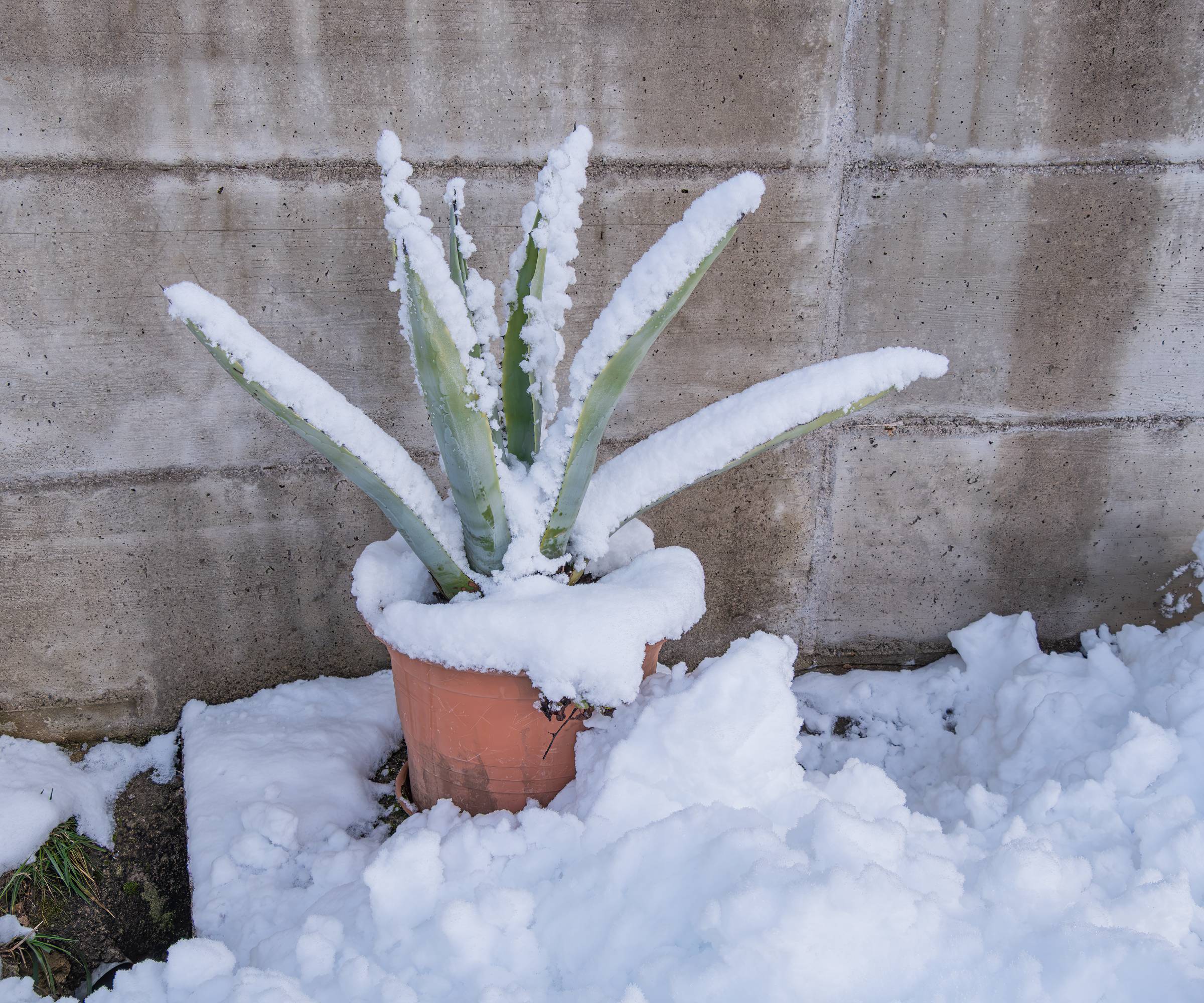 Potted aloe vera plant covered in snow