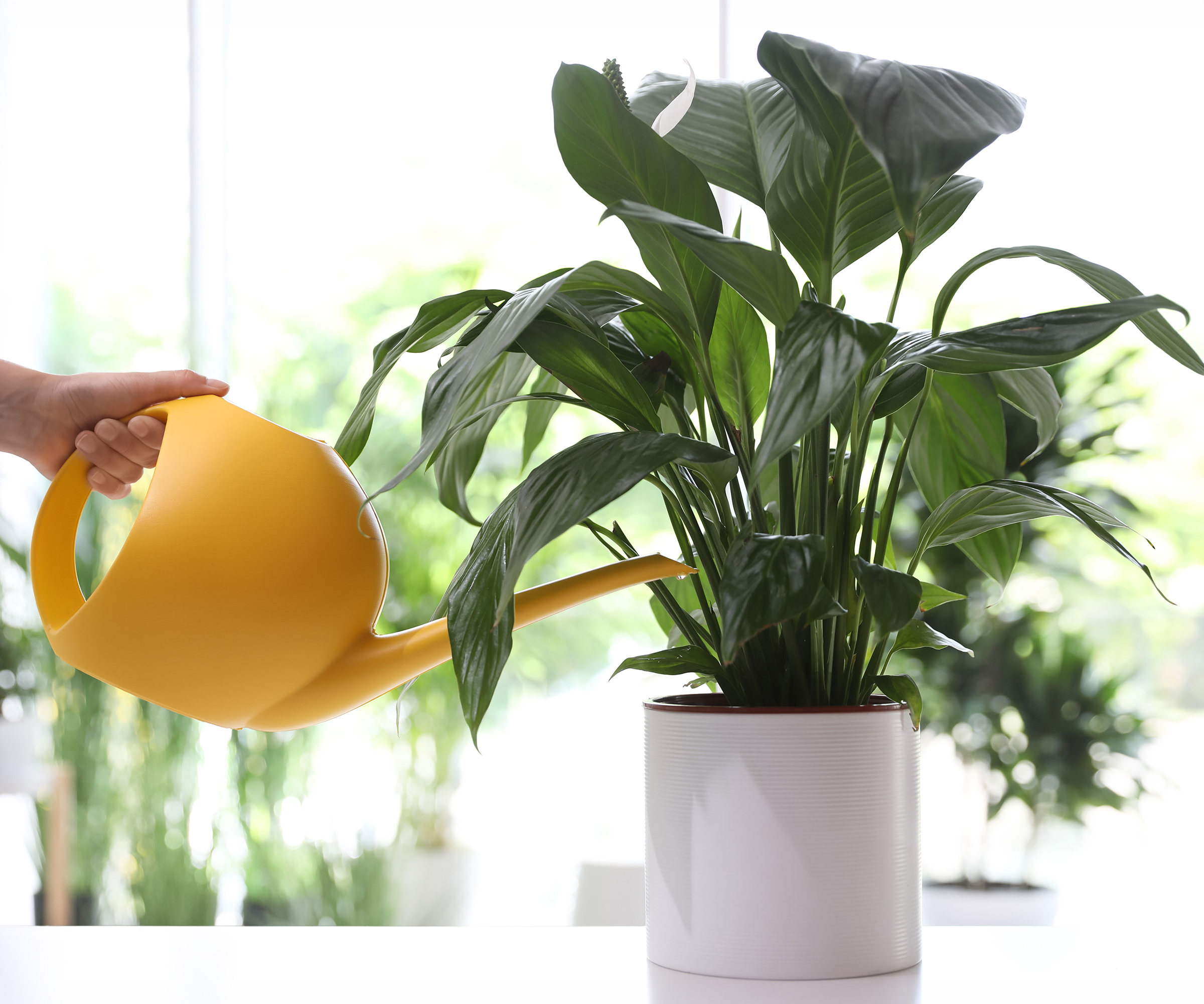 A woman is watering a peace lily indoors with a modern yellow watering can.