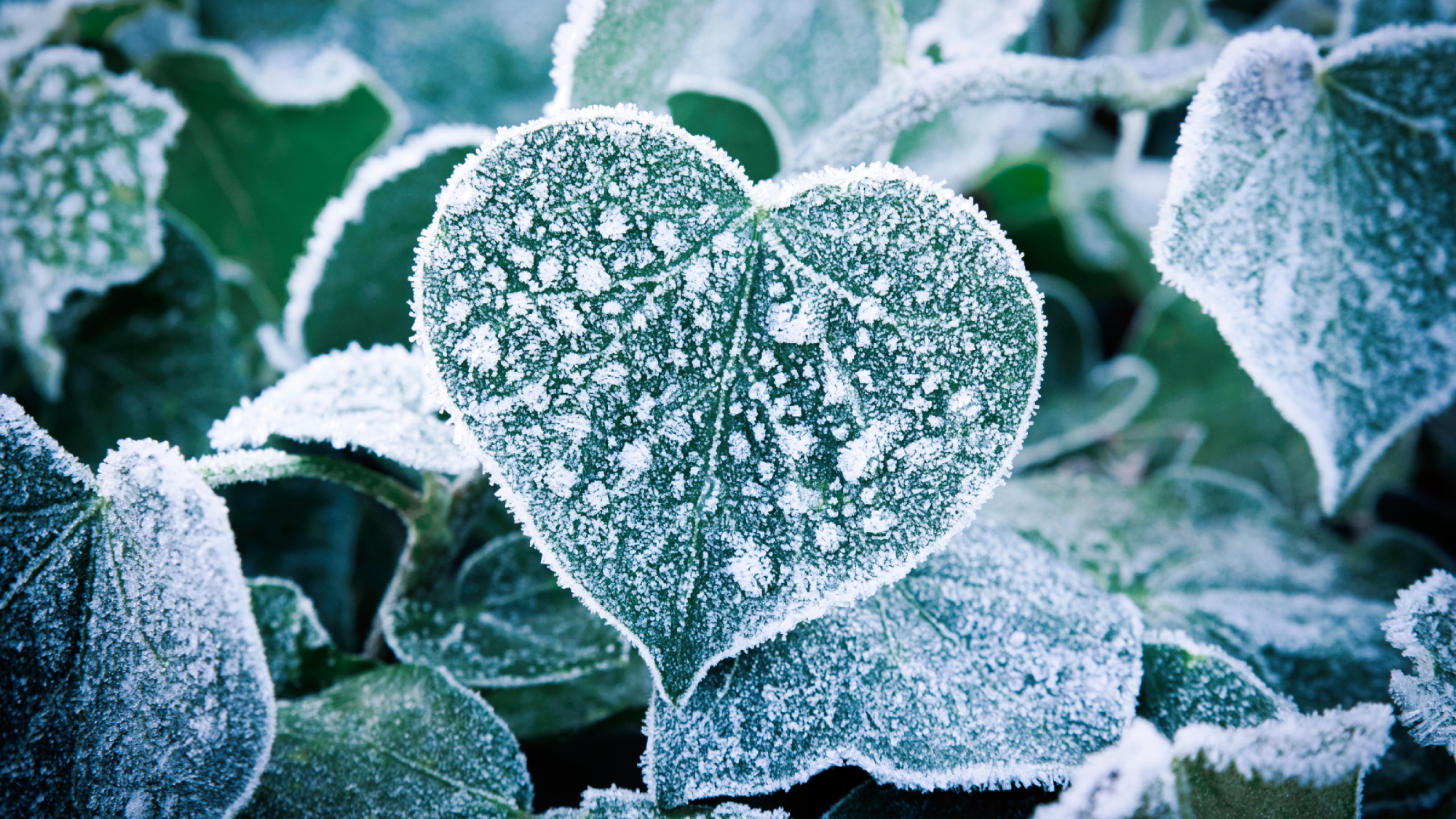 winter leaf in frost conditions in the shape of a heart