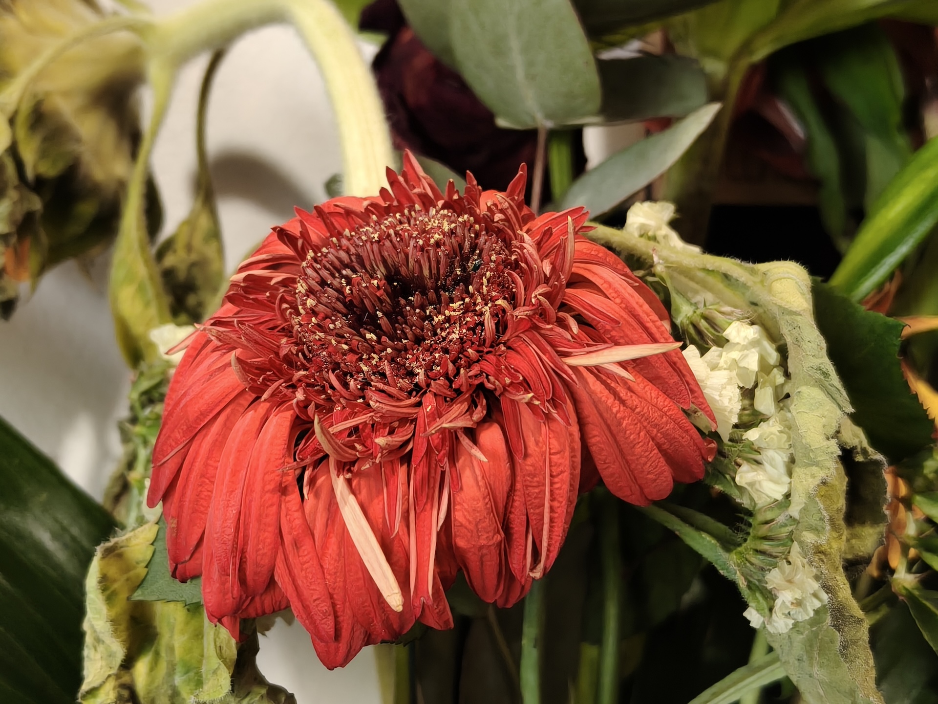 realme GT8 Dream Edition