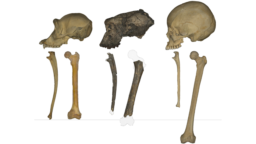 Chimpanzee skull with ulnar and femur, Sahelanthropus tchadensis skull with ulnar and femur, and human skull with ulnar and femur