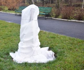 Young tree cover with white fabric during winter