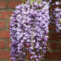 Wisteria floribunda&nbsp;'Yae-kokuryu' from Crocus