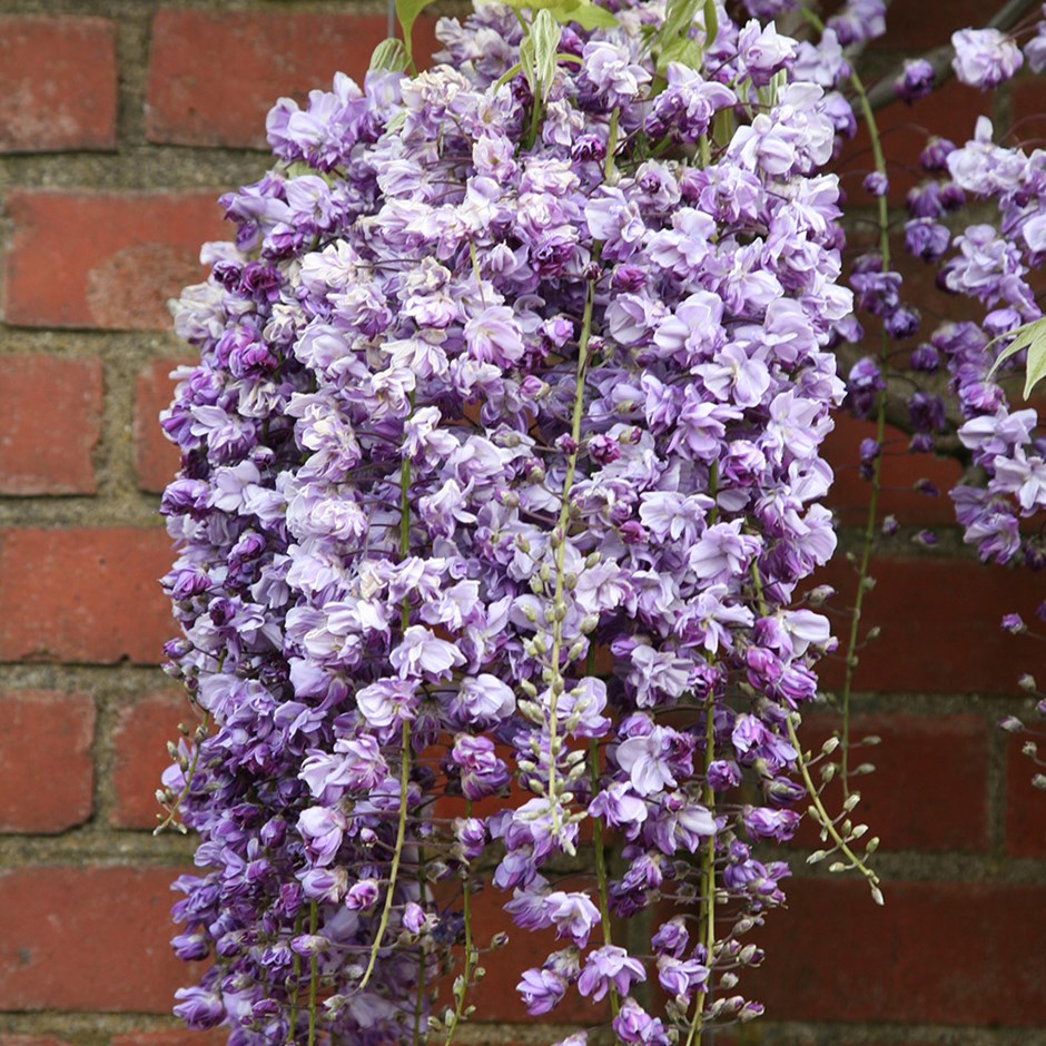 How to grow wisteria: follow our top tips for a showstopping display |  Gardeningetc