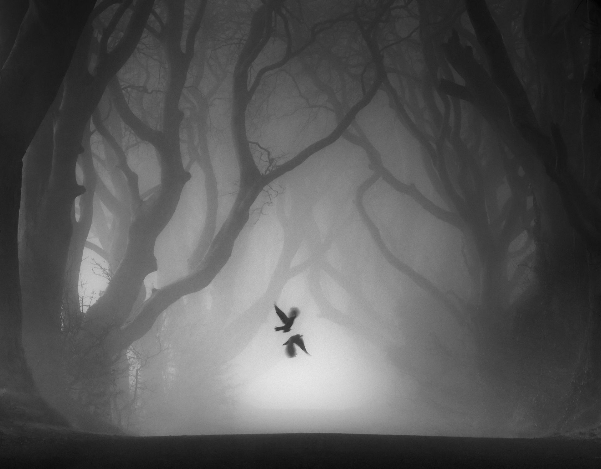 Ghost fly. Черно белые картинки. Табиат манзаралари картинка