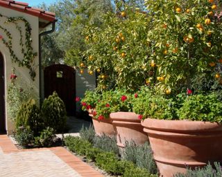 A Spanifornia/Mediterranean front yard with large citrus trees in terracotta containers