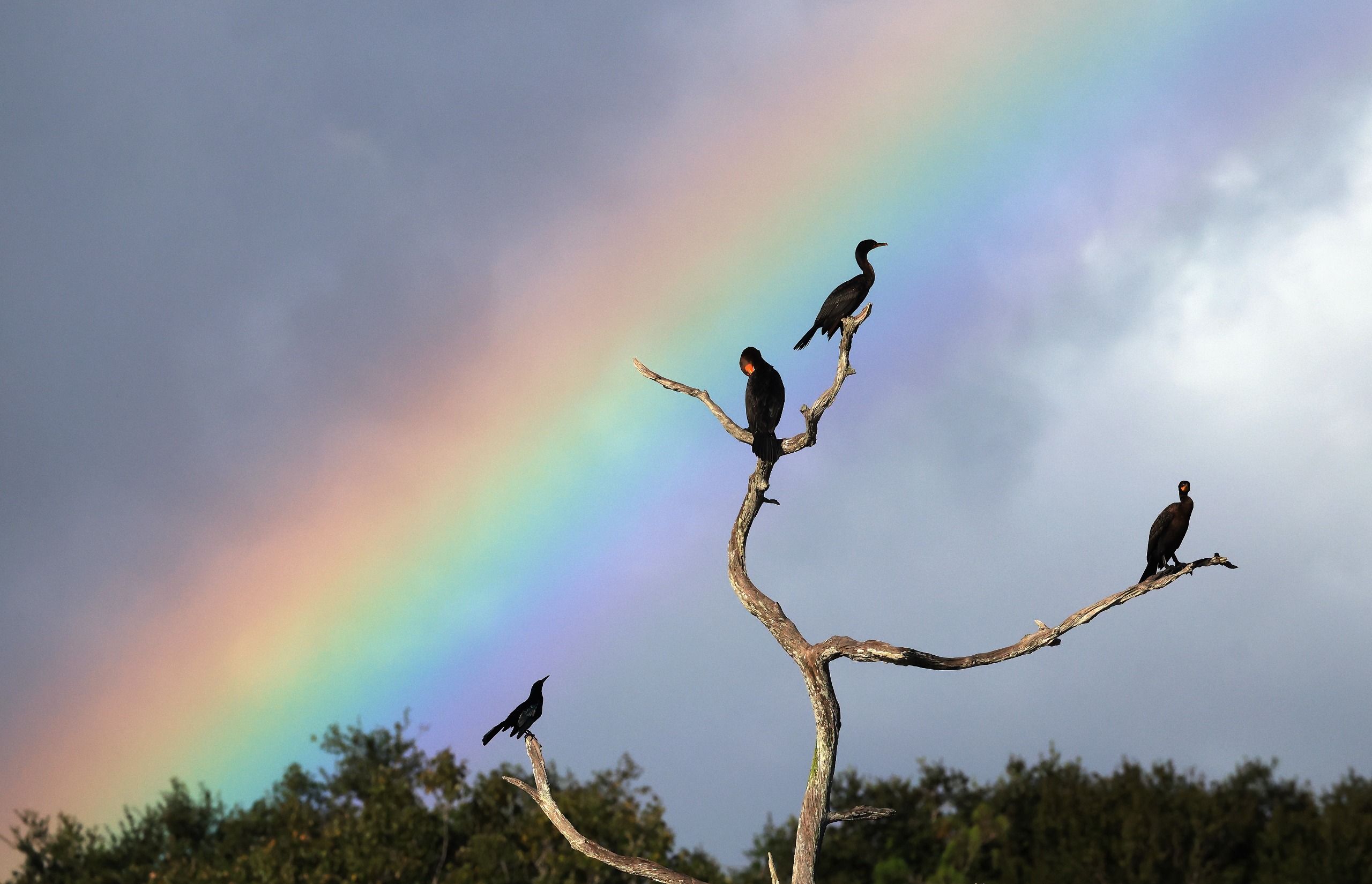 Three Anhinga birds and a Boat-tailed Grackle populate a tree in front of a rainbow at the Wakodahatchee Wetlands on October 25, 2026