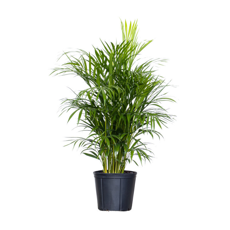 United Nursery Live Areca Palm Plant Indoor Houseplant in 10 Inch Grower Pot against white background