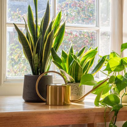 What to do with a snake plant in September Close-up of a woman's hands wiping and dusting the leaves of the snake plant sansevieria