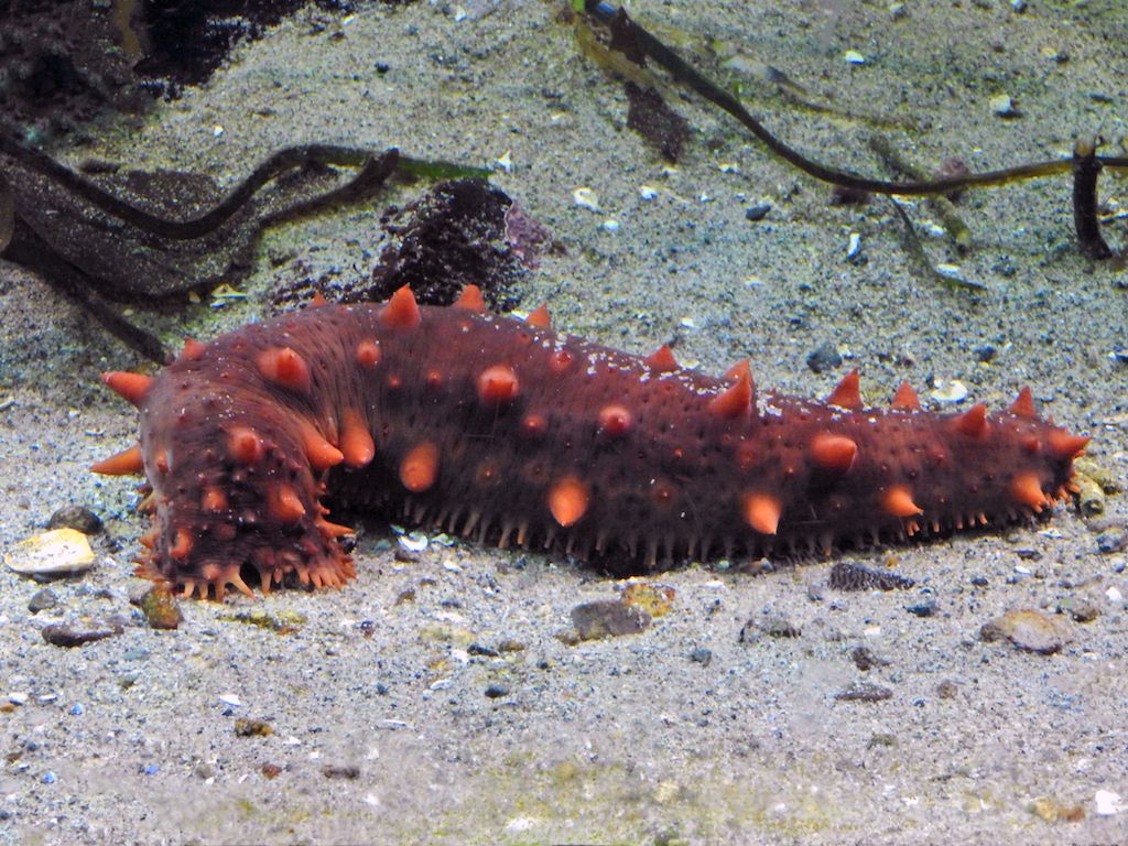 California sea cucumber.