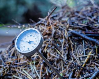 Checking compost pile temperature