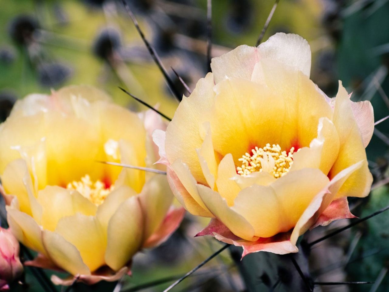 Two Yellow Flowering Cactus Plants