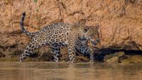 A Jaguar (Panthera onca) is walking along the riverbank of one of the tributaries of the Cuiaba River near Porto Jofre in the northern Pantanal, Mato Grosso province in Brazil.