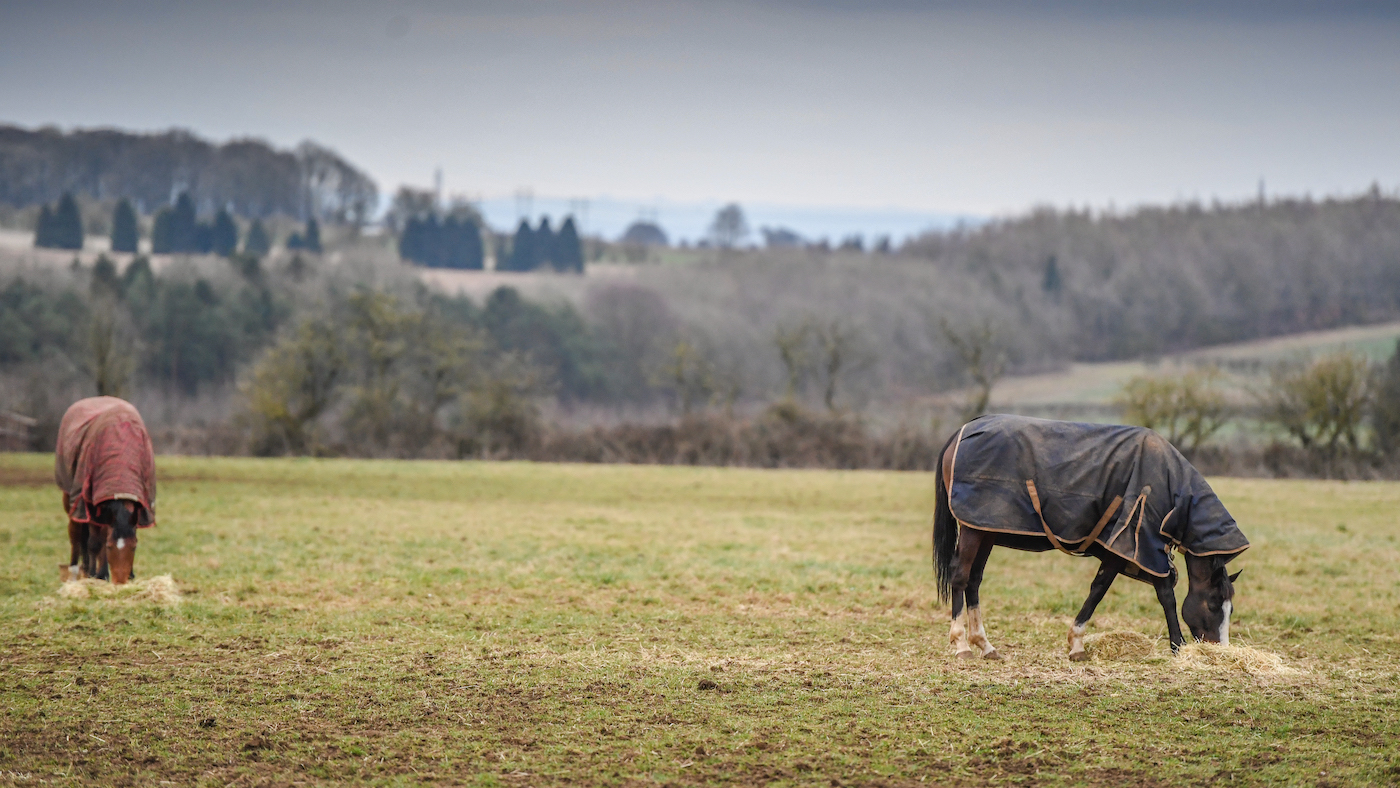 Horses turned out in field
