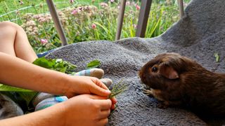 Child playing with brown guinea pig and feeding it grass