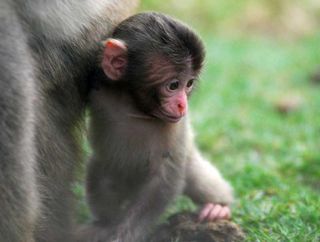 The baby monkeys are staying close to mom.