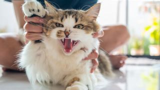 Person holding up an angry-looking cat's paw