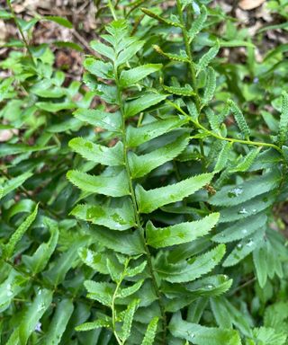 Christmas fern leaves