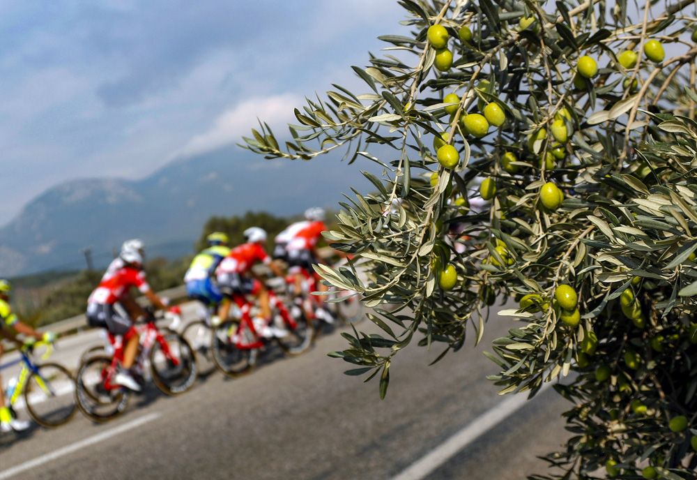 The riders passed numerous olive groves during the 137km stage