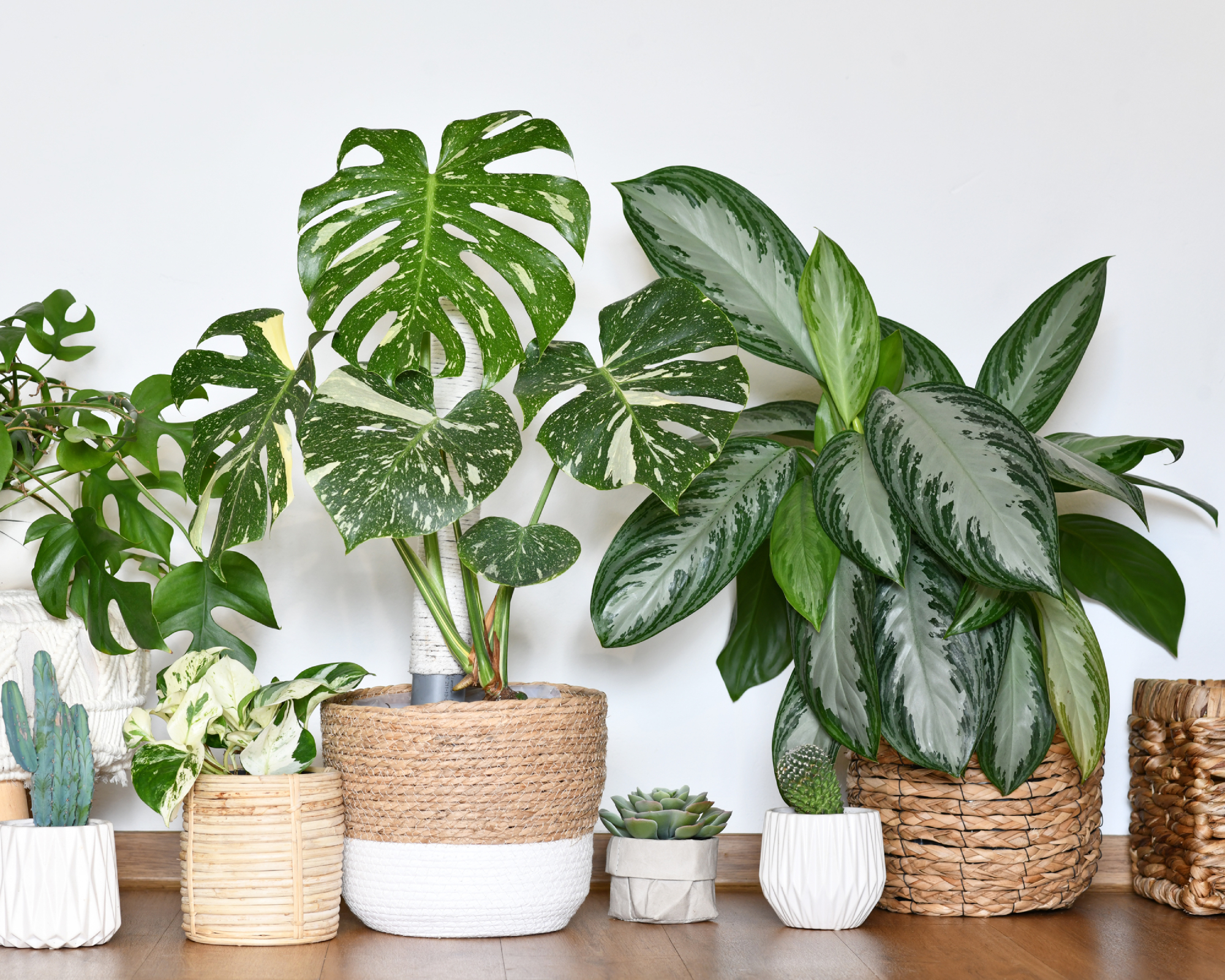 ground of houseplants on floor