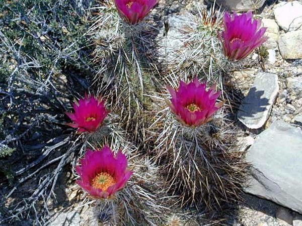 Desert flowers