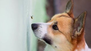 dog stung by a bee