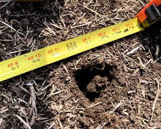 Measuring tape measuring a hole in the soil