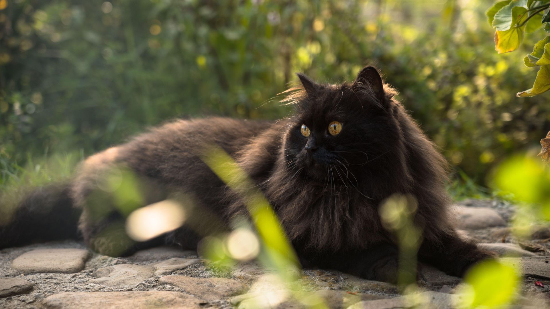Black Persian cat sitting in the garden