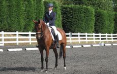 How to teach a horse to halt square Patchetts Equestrian Centre to close