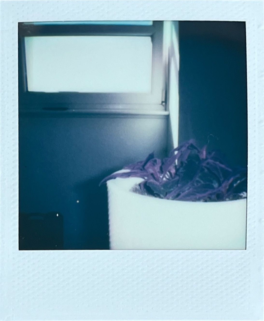 Images captured on the Polaroid Go (Gen 2) by T3's Sam Cross, and scanned using the Polaroid app