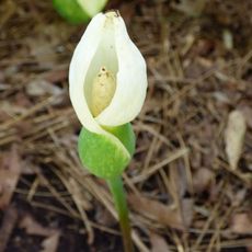 Flower Bud On Caladium Plant