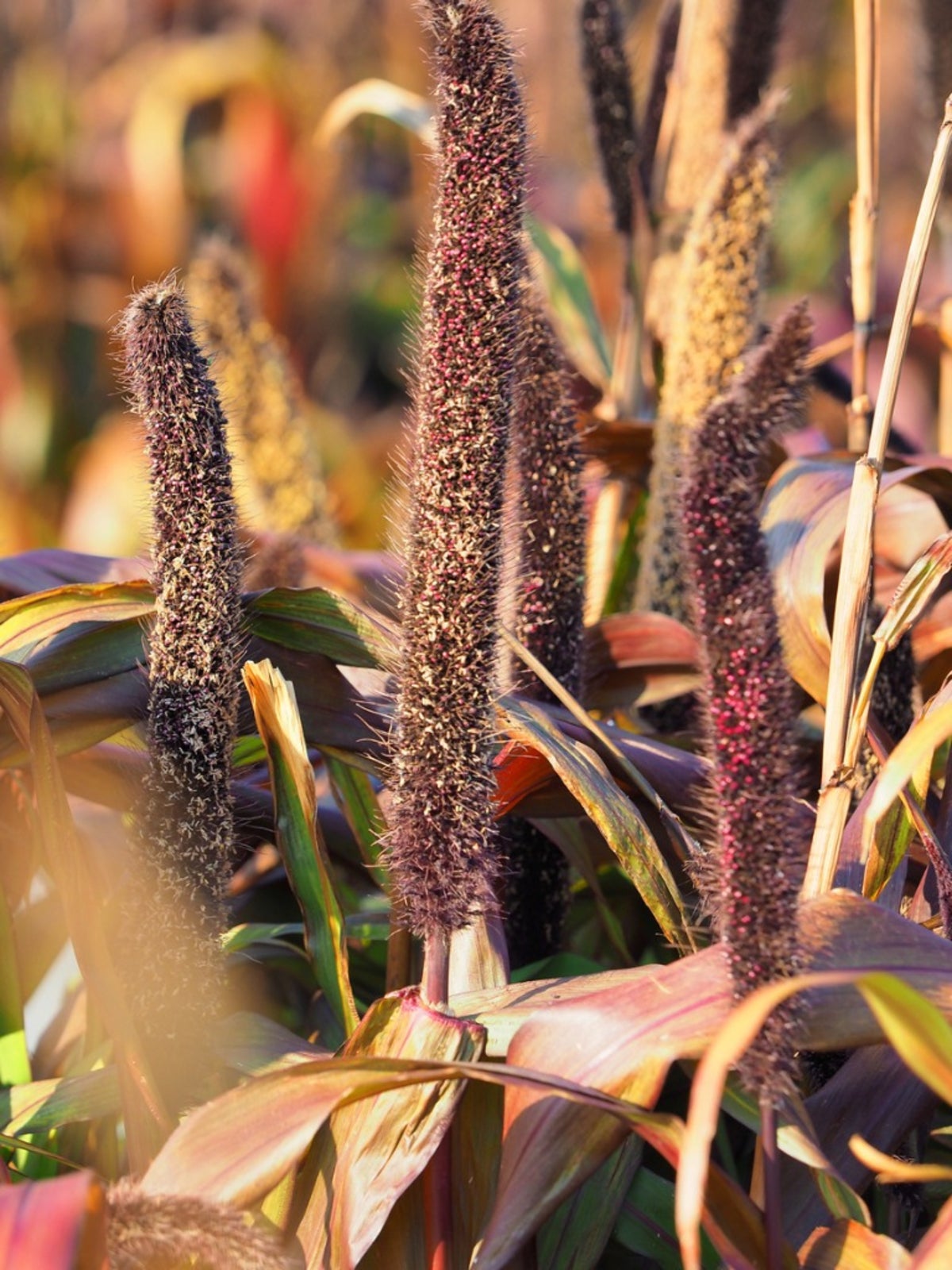 Care Of Millet Grass In Gardens - Tips For Growing Ornamental Millet ...