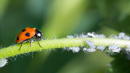 A ladybird eating aphids