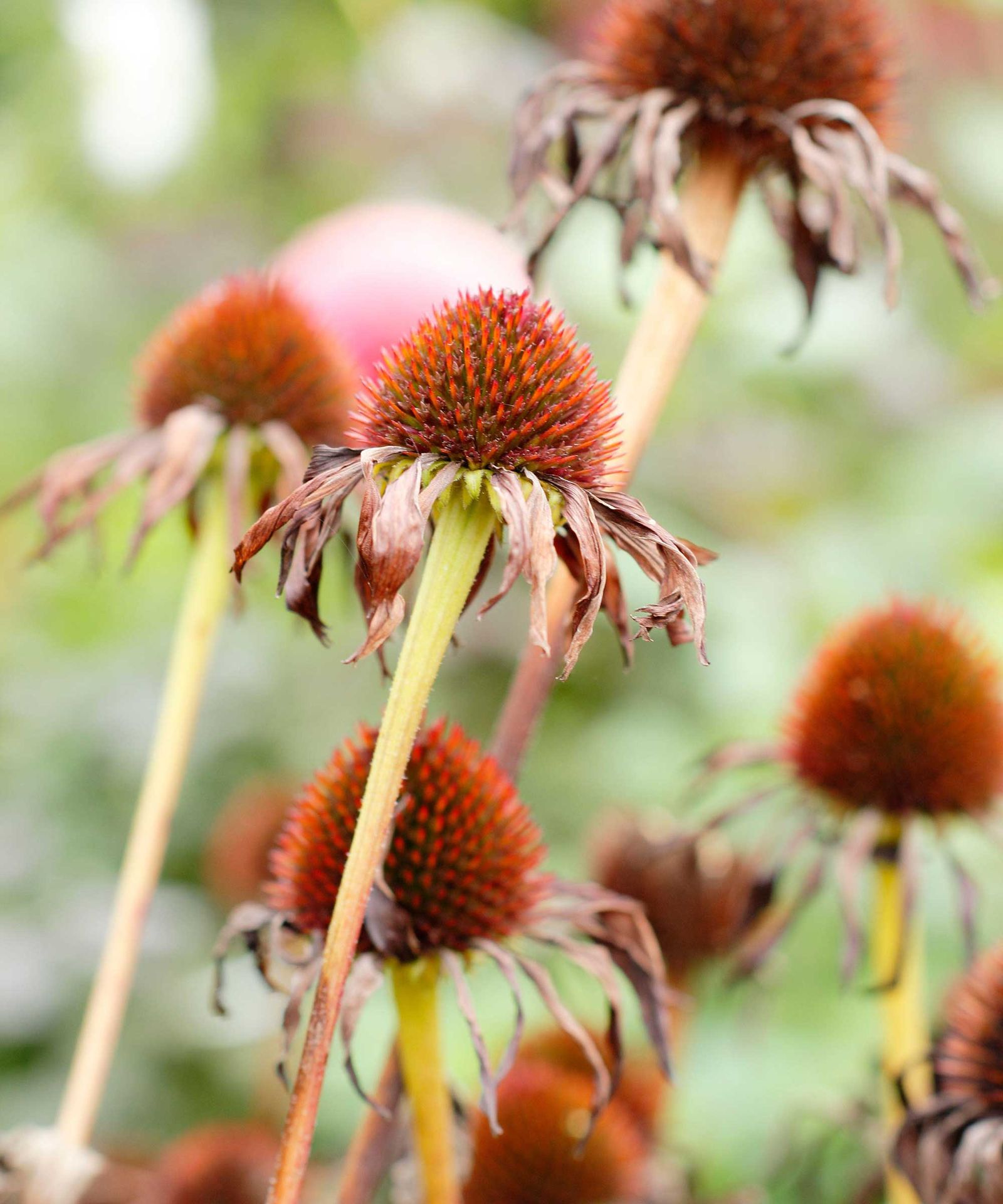 how-to-harvest-coneflower-seeds-a-simple-guide-homes-gardens