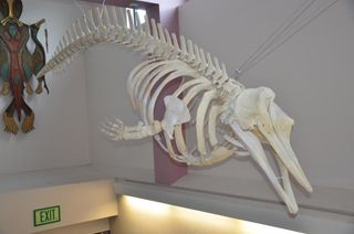 beaked whale skeleton