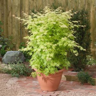 Acer palmatum 'Orange Dream'