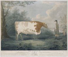 Engraving of The Durham Ox by John Boultbee (1745-1812). Credit: Bridgeman