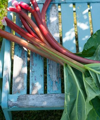 picked rhubarb stems on blue bench