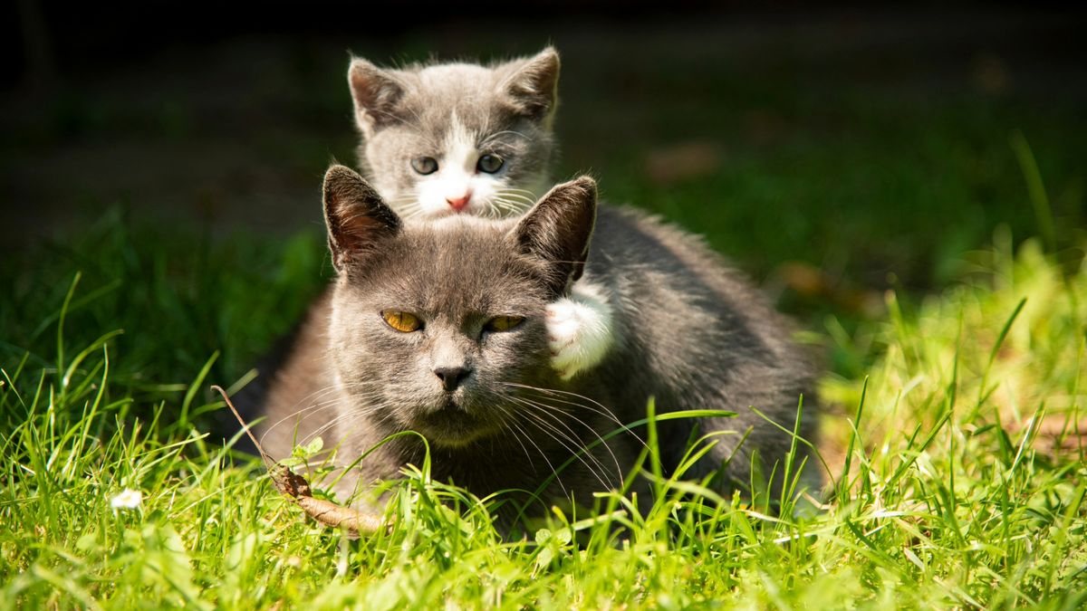 Kitten resting on mom&#039;s back on the grass