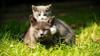 Kitten resting on mom's back on the grass