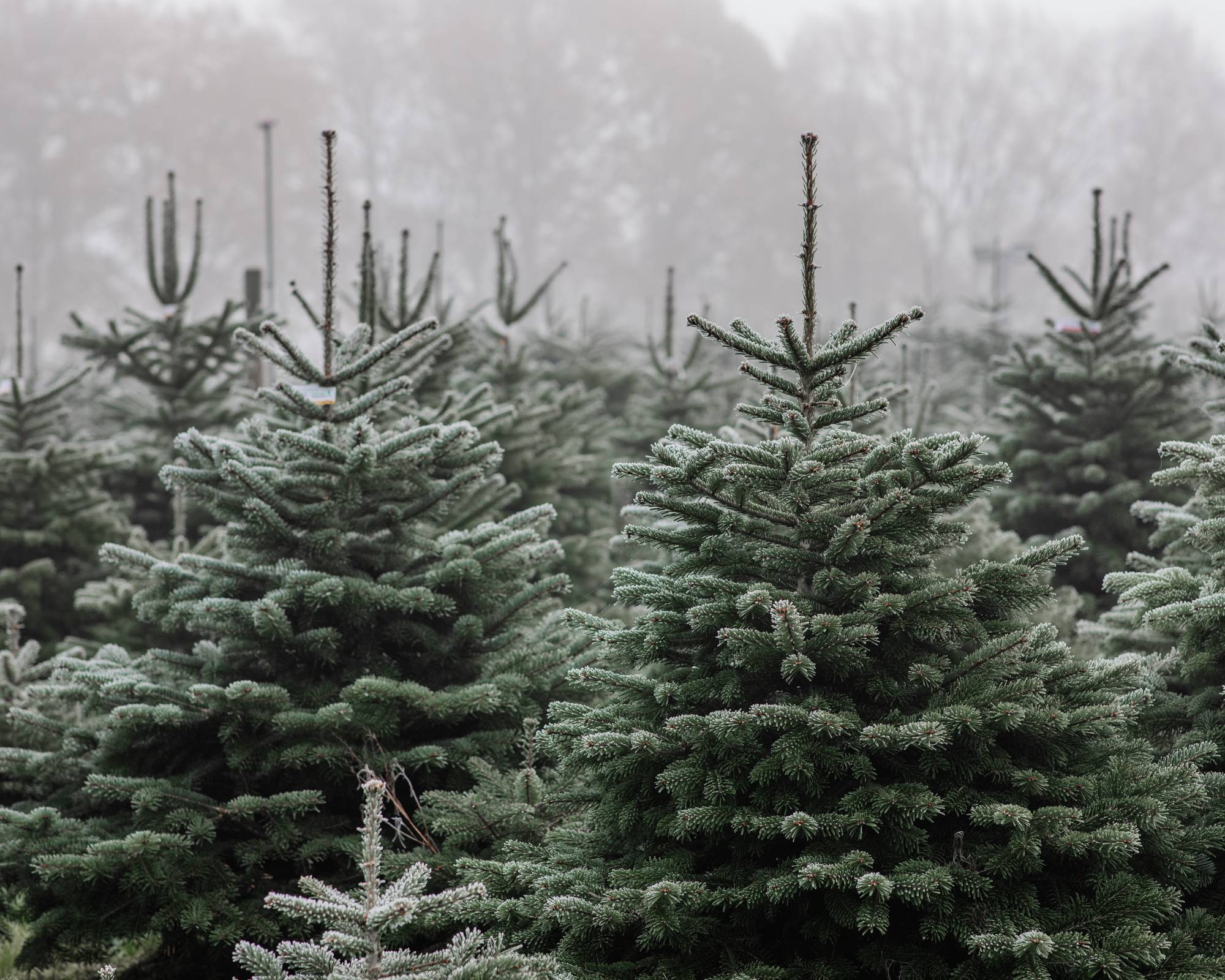 Christmas trees at Christmas tree farm