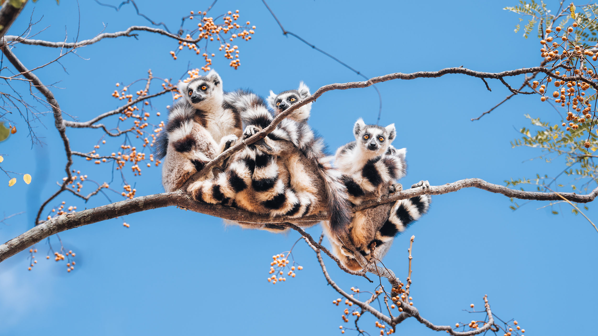 lemur