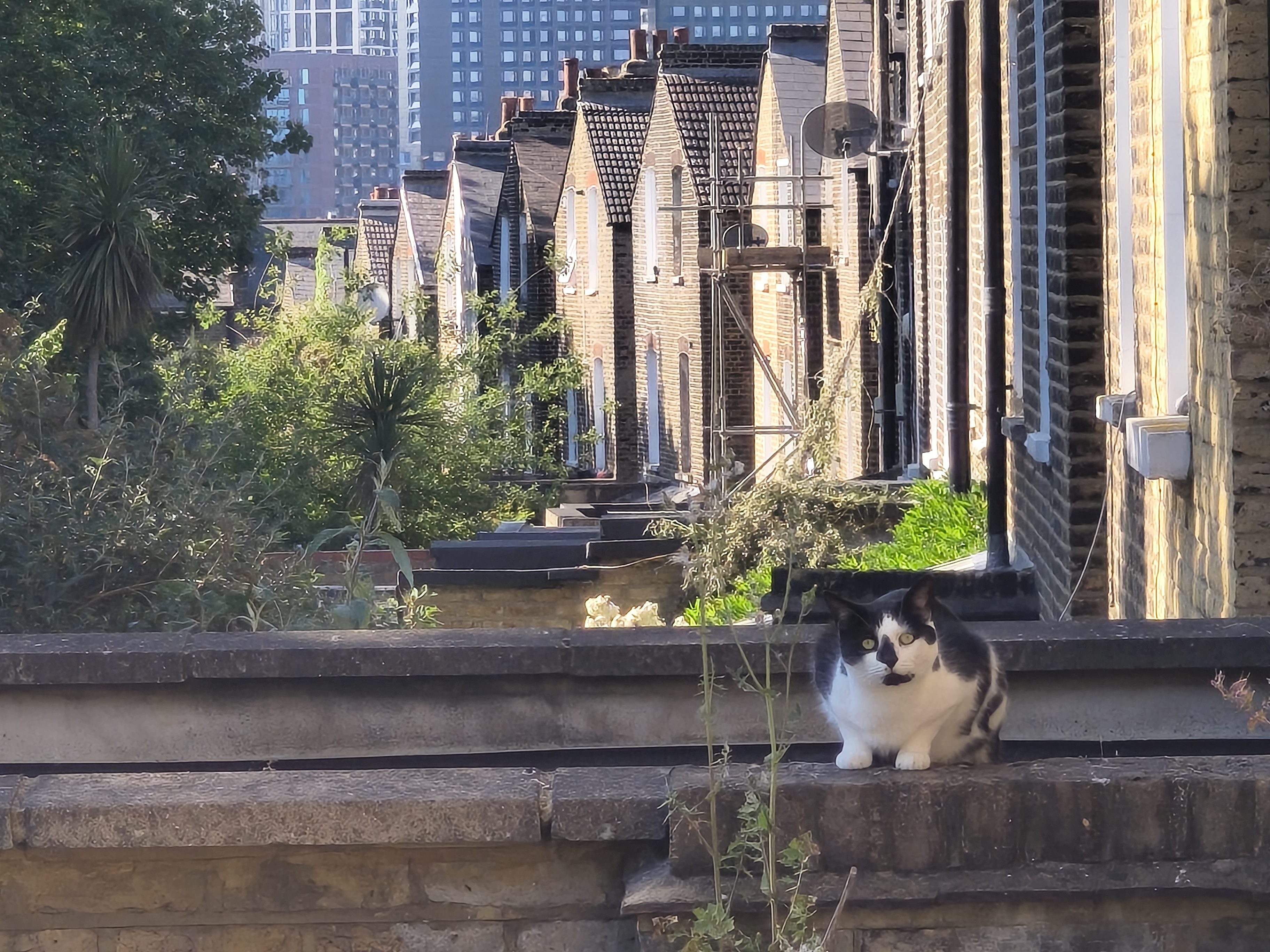 A test picture taken on the Motorola Edge 60 Pro of a cat on a wall.